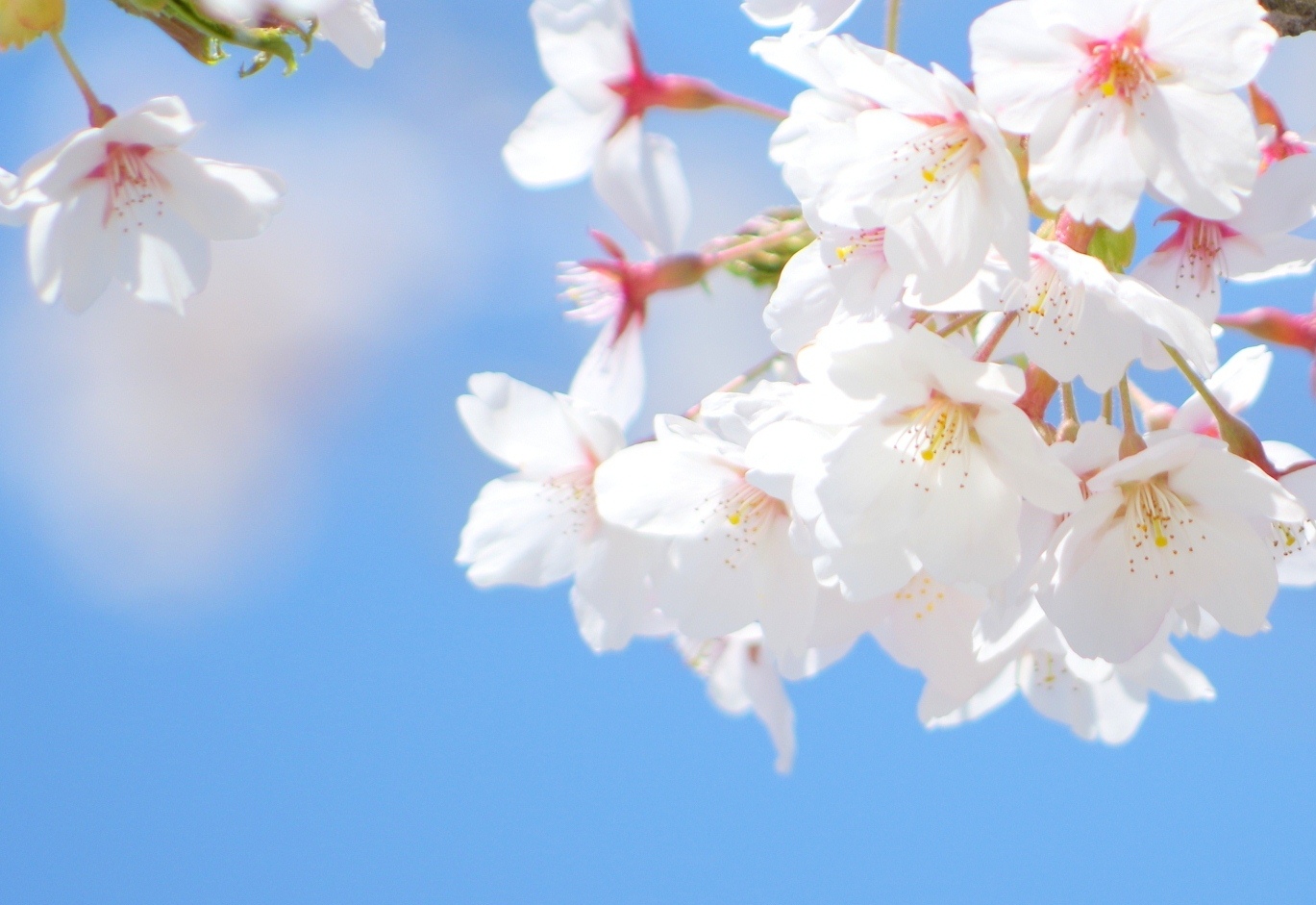 4月1日の誕生花『サクラ(ソメイヨシノ)』の花言葉、育て方| 誕生日